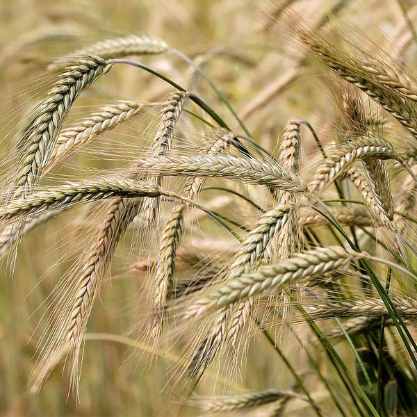 Ripe barley heads