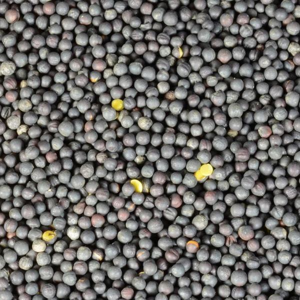 Canola seeds close-up