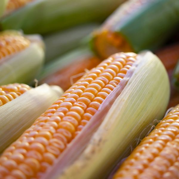 Fresh corn cobs