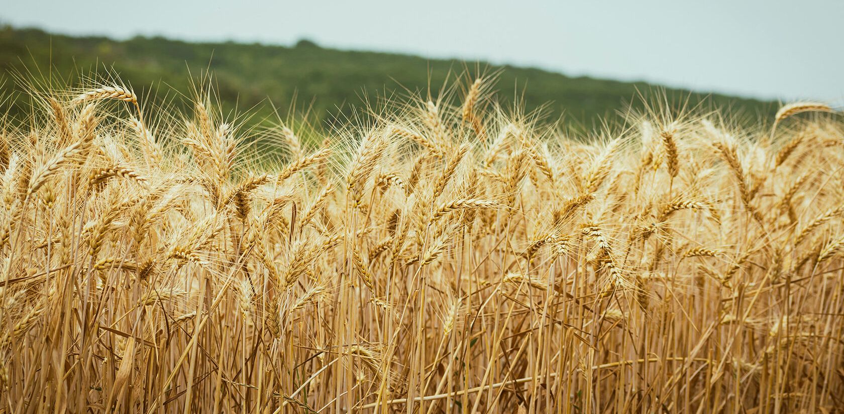 A ripening field of wheat under an overcast sky