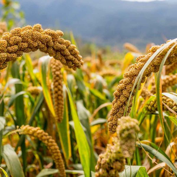 Hardy millet panicles