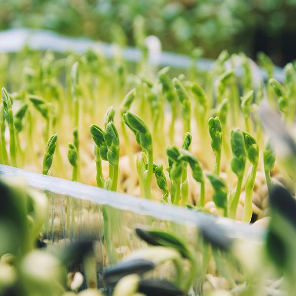 Young pea shoots growing in a field