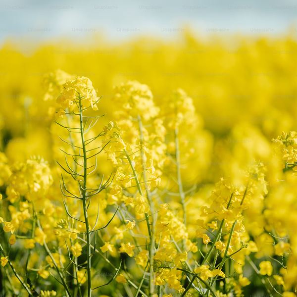 Rapeseed
