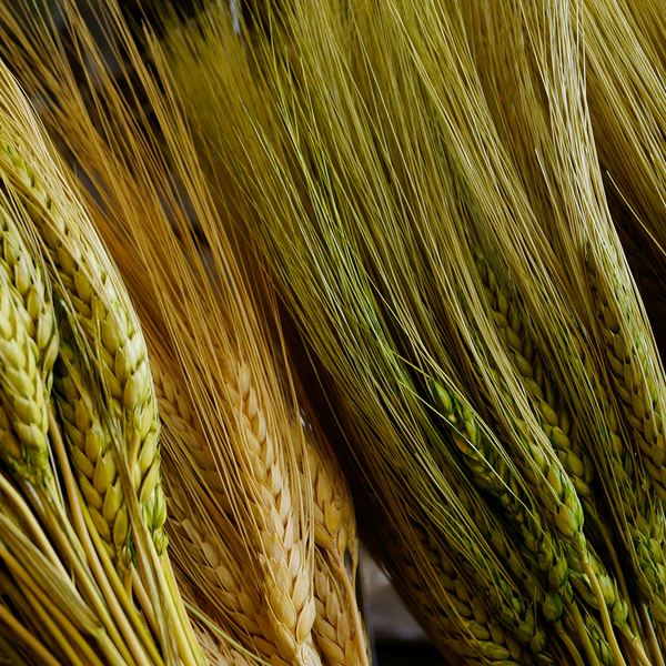 Wheat ears in a sunlit field